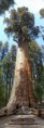 /album/resim-galerisi/a7125d1316091487-general-sherman-and-11-1-jpg/